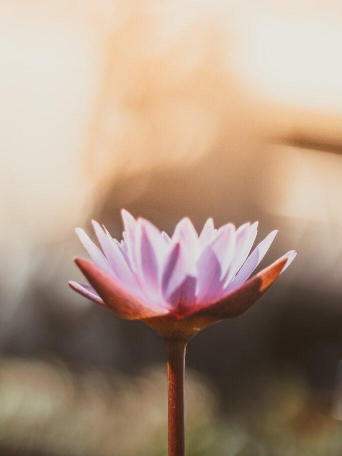 Psychotherapie von Essstörungen